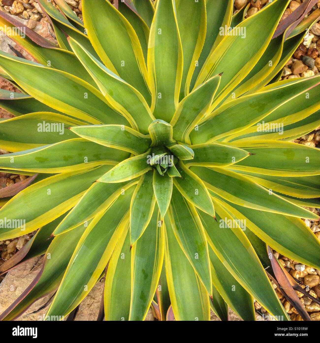 Agave green and yellow spiky plant creating a great shape and texture in the sunshine. Stock Photo