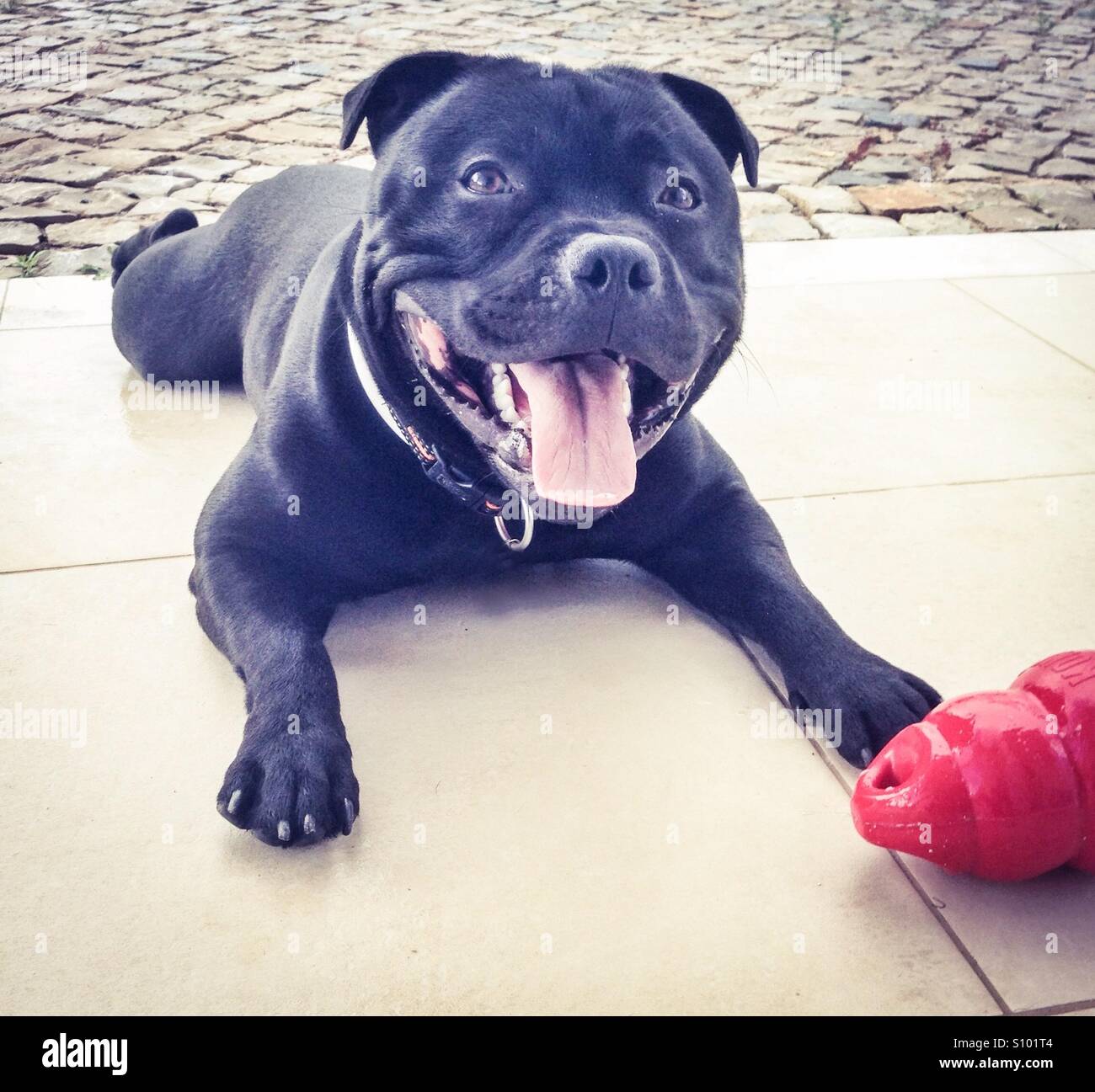 Happy Staffordshire bull terrier dog lying down after running with his toy. His mouth is open as though he is smiling. - Smartphone Captured Stock Image