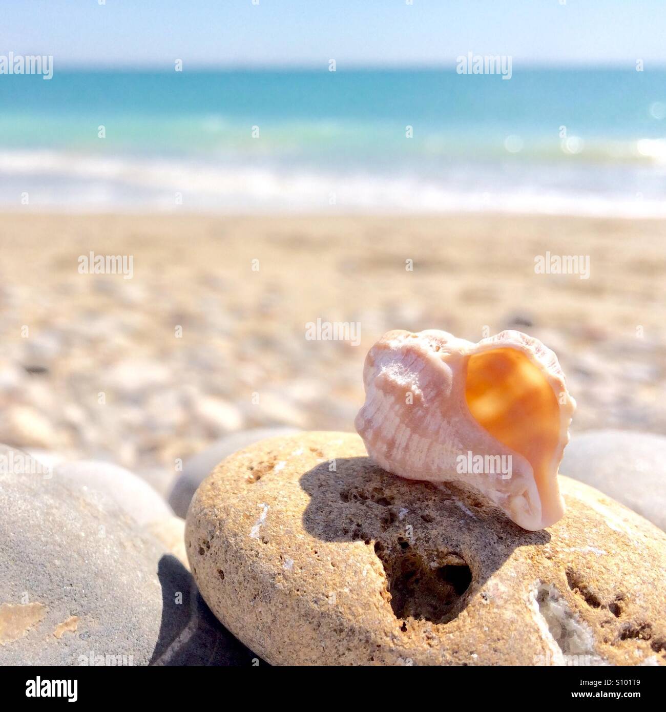 Sea snail on the beach on a sunny day in spring Stock Photo