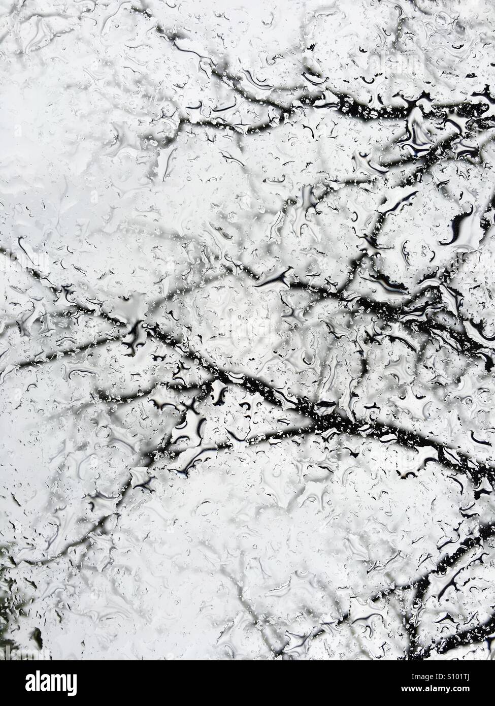 Raindrops on Window with Tree - Smartphone Captured Stock Image