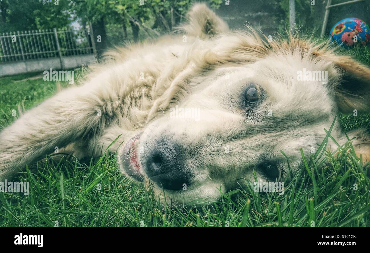 Golden retriever lying in the grass Stock Photo - Alamy