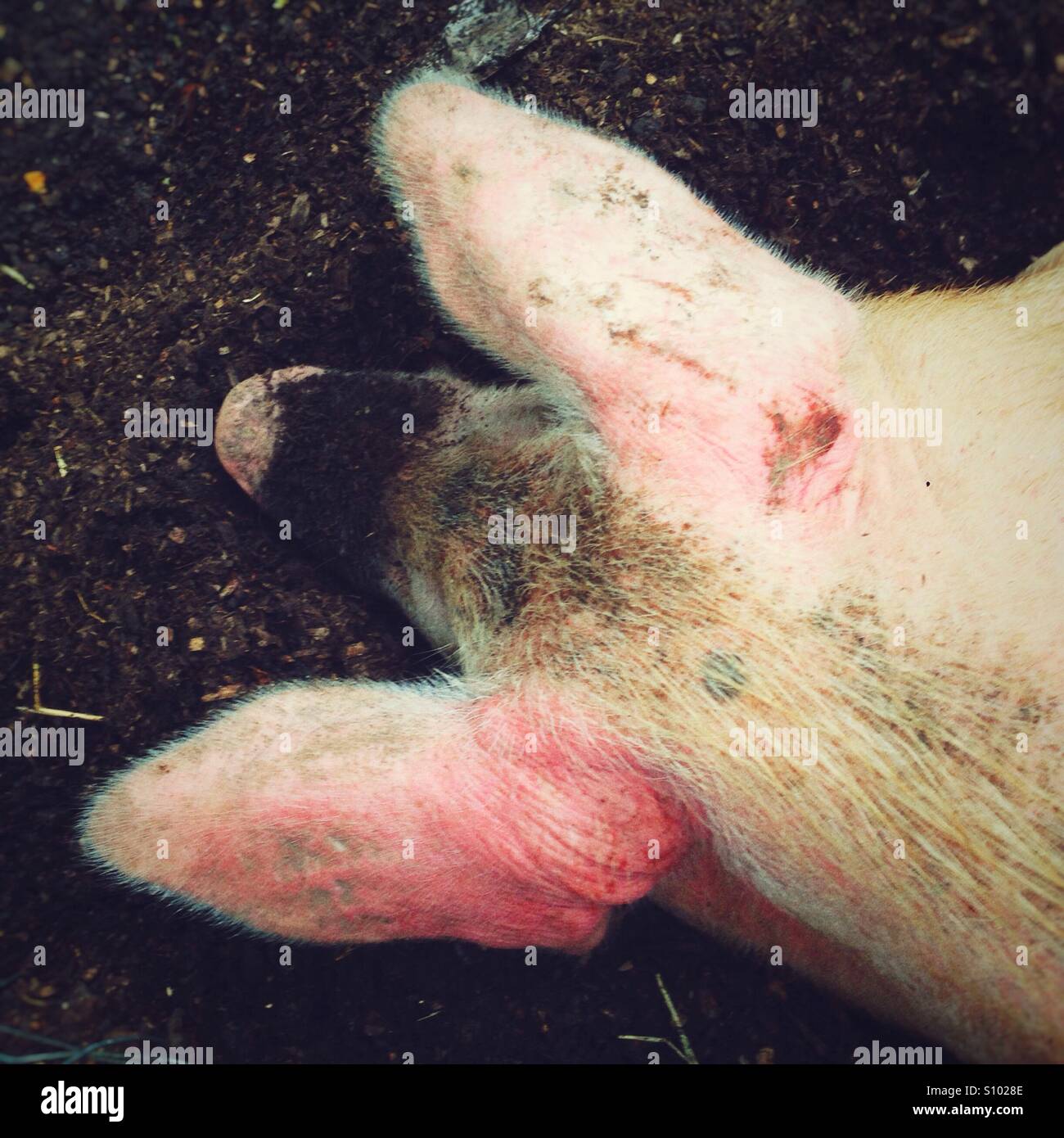 Pig with sunburnt ears - Smartphone Captured Stock Image