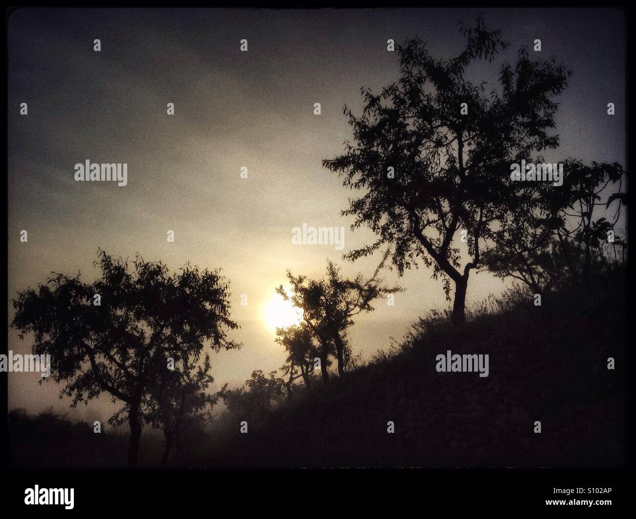 Misty sunrise amongst the almond trees, Catalonia, Spain. - Smartphone Captured Stock Image