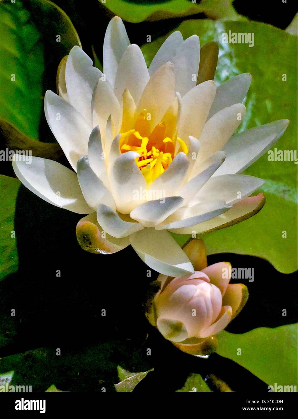 American white water lily, Nymphaea odorata - Smartphone Captured Stock Image