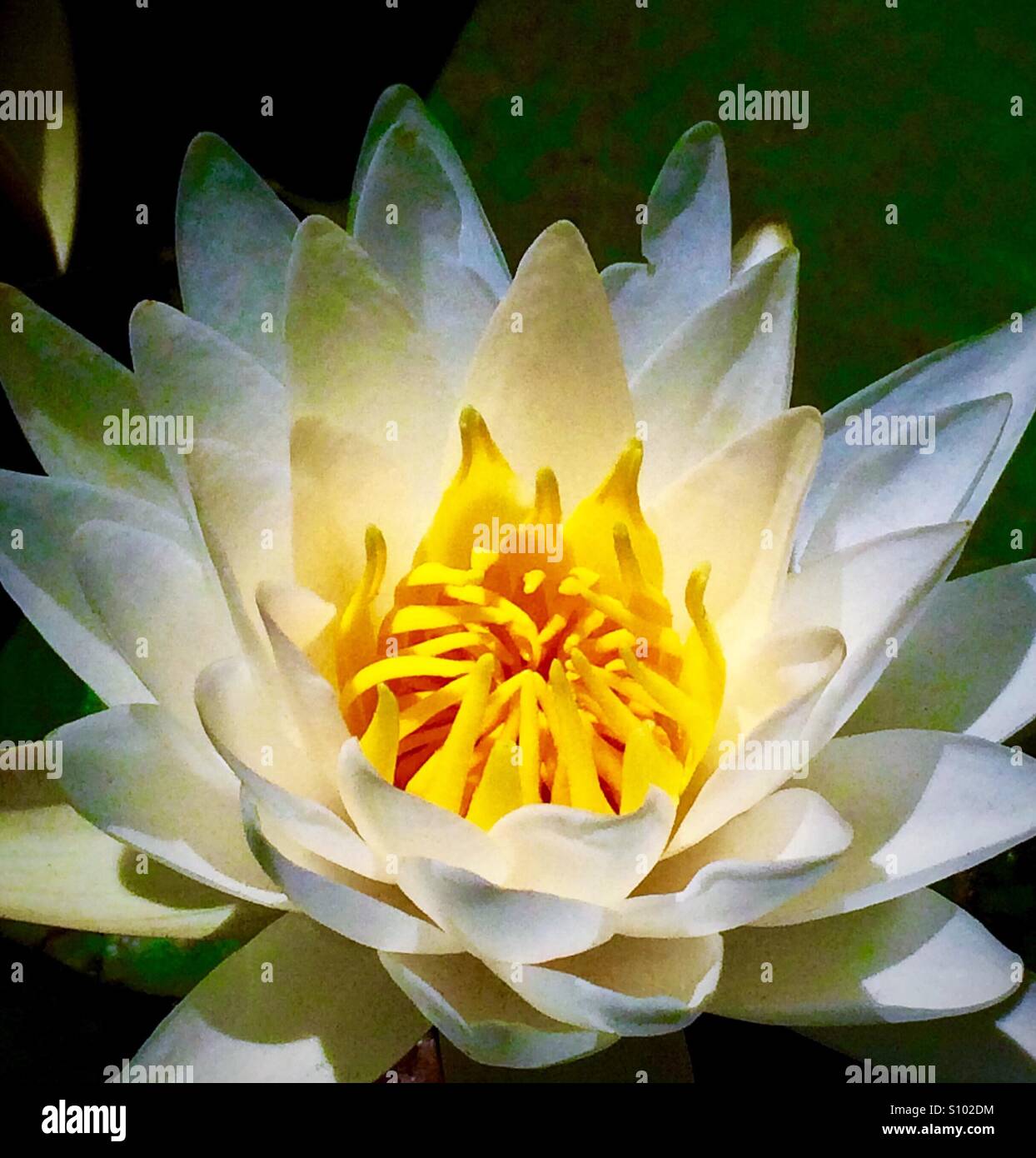 American white water lily hi-res stock photography and images - Alamy