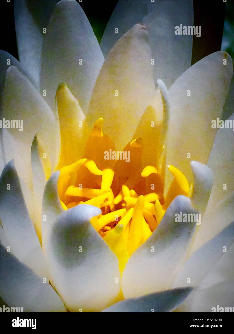 American White Water Lily macro, Nymphaea odorata - Smartphone Captured Stock Image