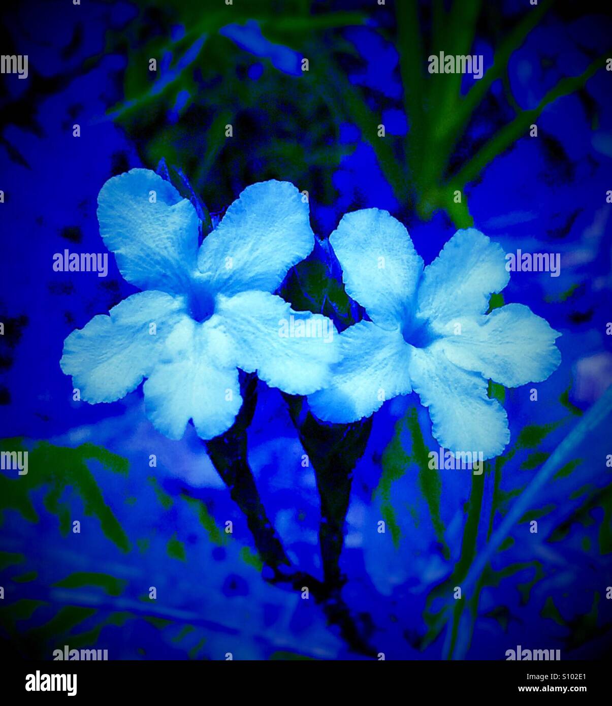 Carolina Scalystem blooms in electric blue tones, Elytraria caroliniensis Stock Photo