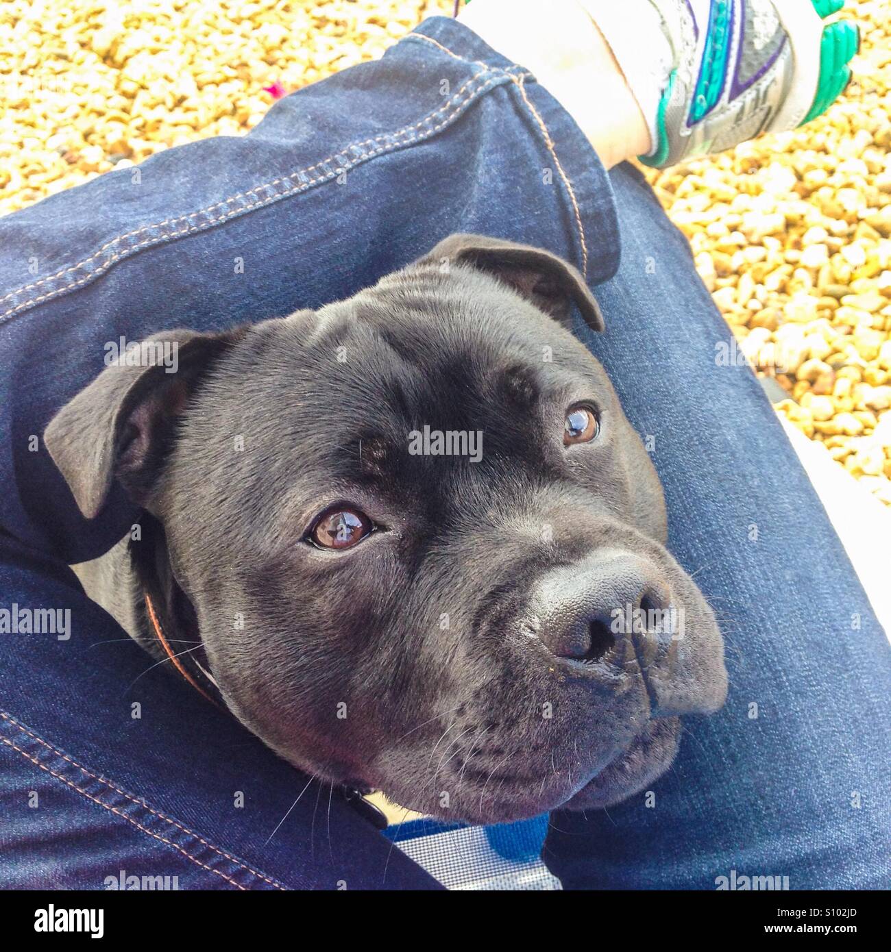 Staffordshire bull terrier dog pushing his head through someone's legs that are crossed on a chair. - Smartphone Captured Stock Image