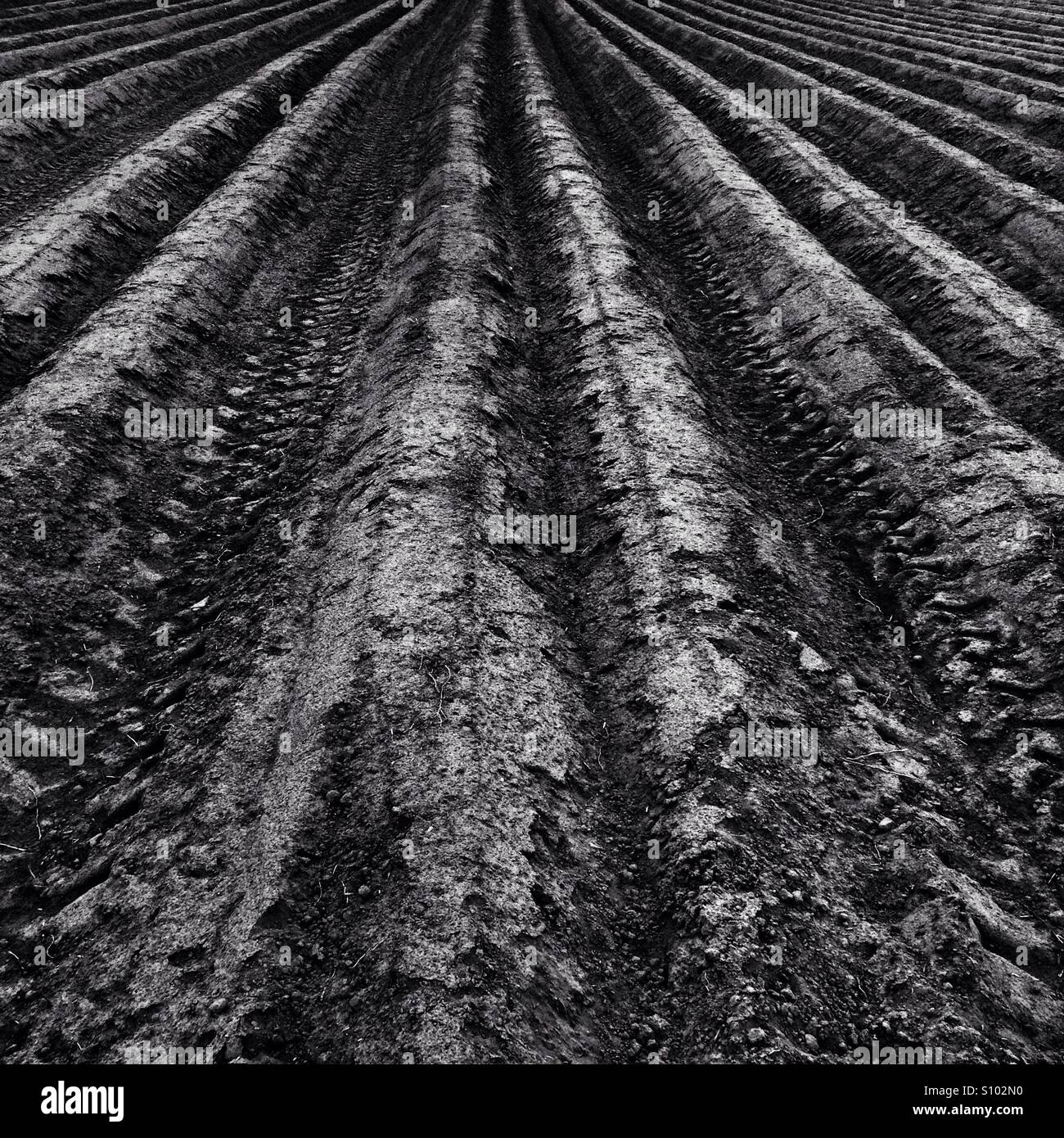 Field lines Stock Photo Alamy