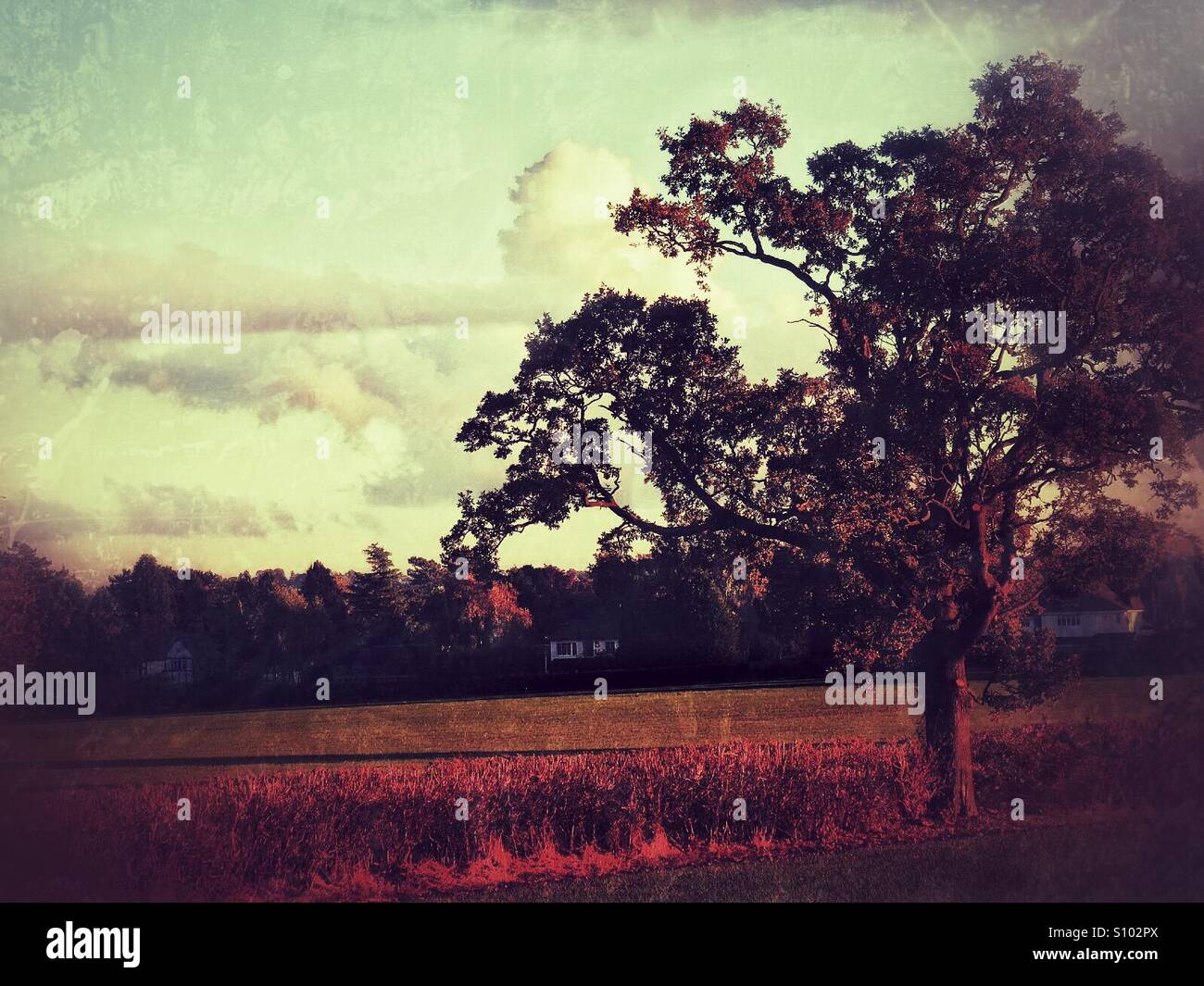 Looking across a field. - Smartphone Captured Stock Image