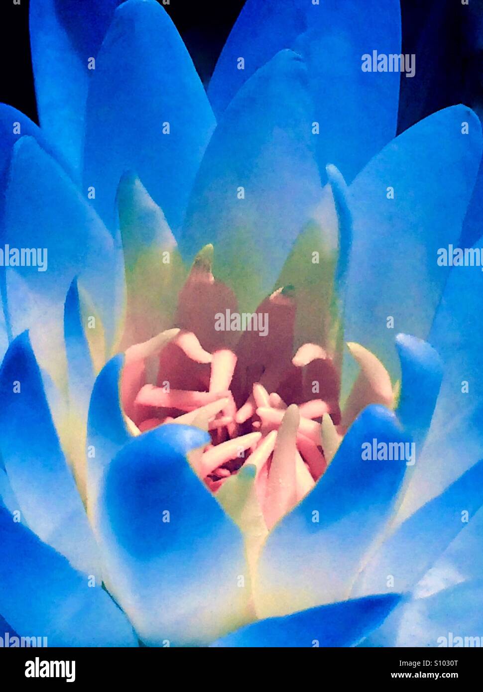 Water lily in blue tones, Nymphaea odorata - Smartphone Captured Stock Image