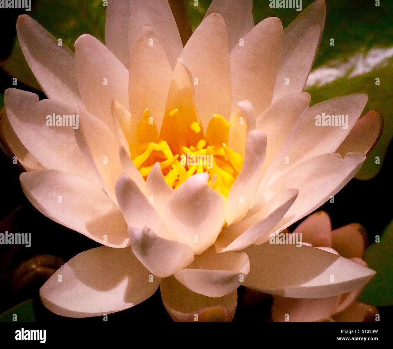 Water lily with pink tones, Nymphaea odorata - Smartphone Captured Stock Image