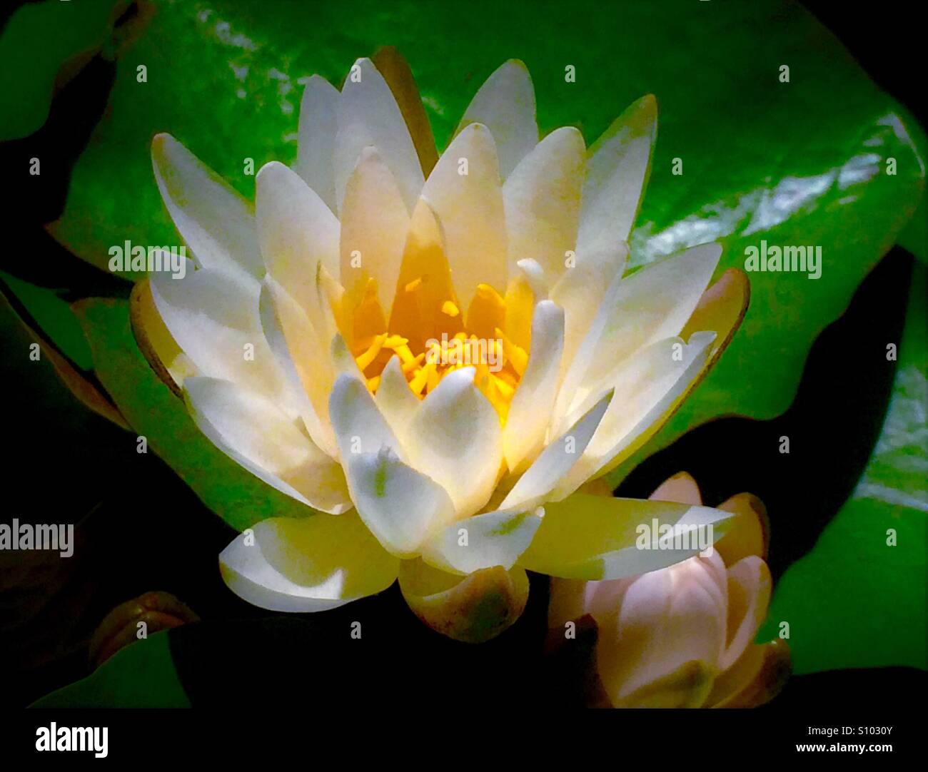 American White Water Lily, Nymphaea odorata - Smartphone Captured Stock Image