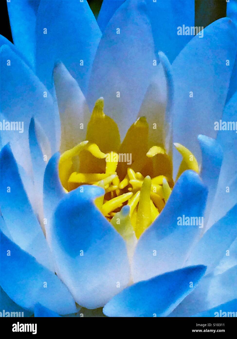 Water Lily macro shot with blue tones, Nymphaea odorata - Smartphone Captured Stock Image
