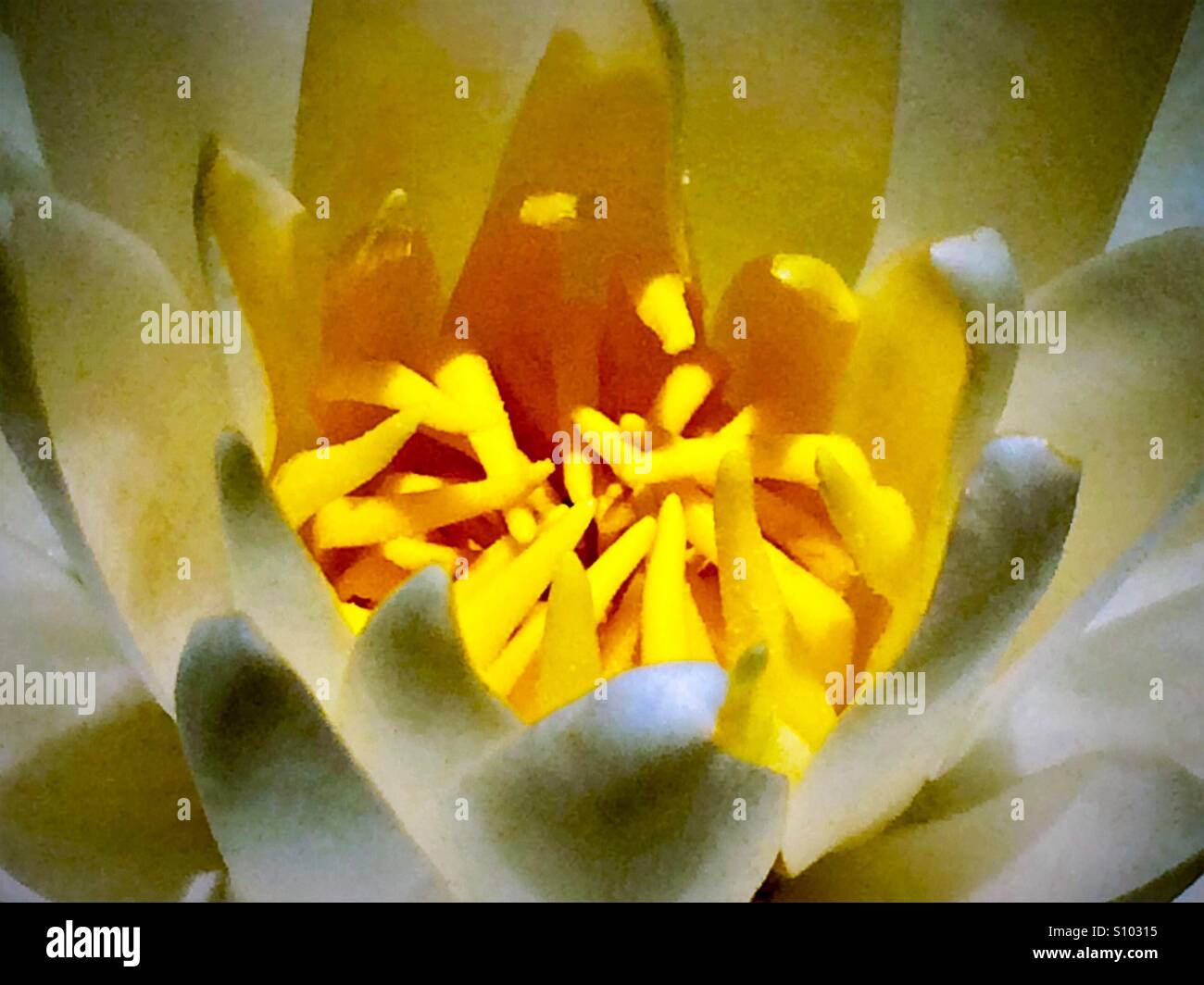 American White Water Lily macro shot, Nymphaea odorata - Smartphone Captured Stock Image