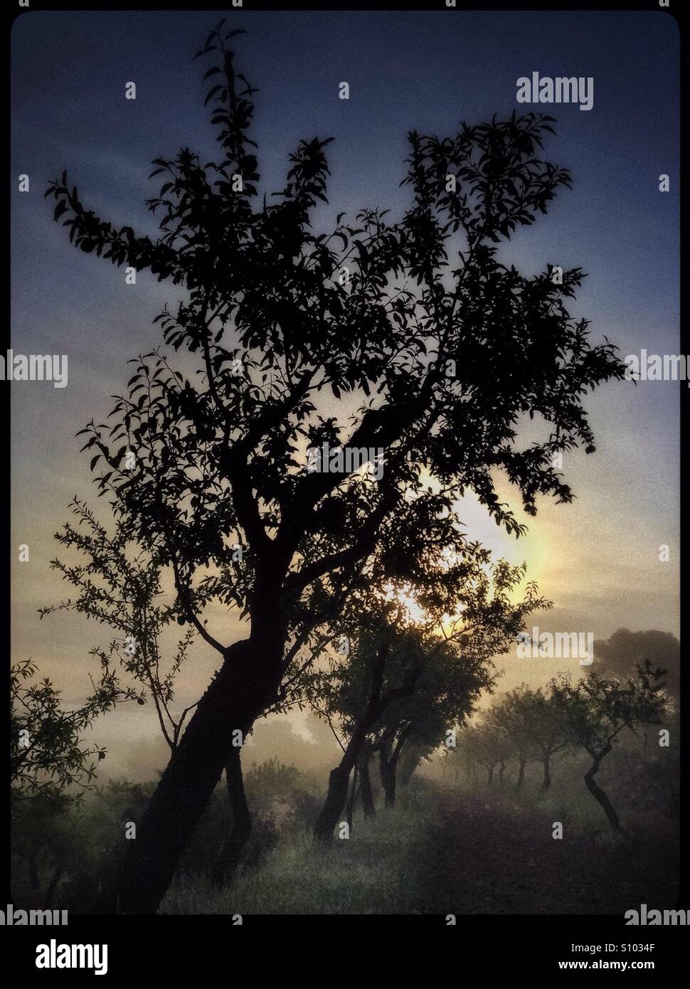 Misty sunrise amongst the almond trees, Catalonia, Spain. - Smartphone Captured Stock Image
