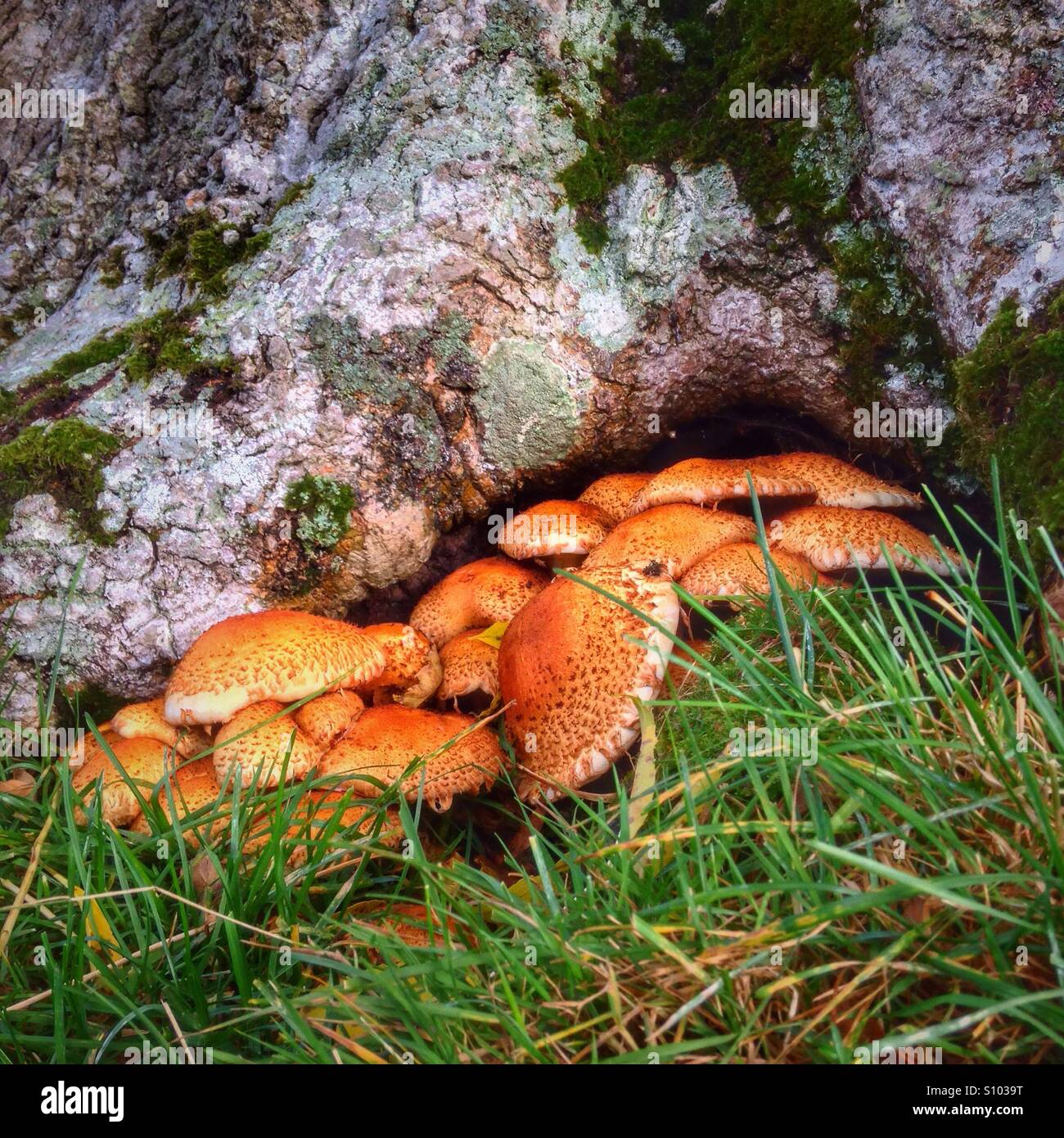 Brightly coloured fungus at base of tree Stock Photo