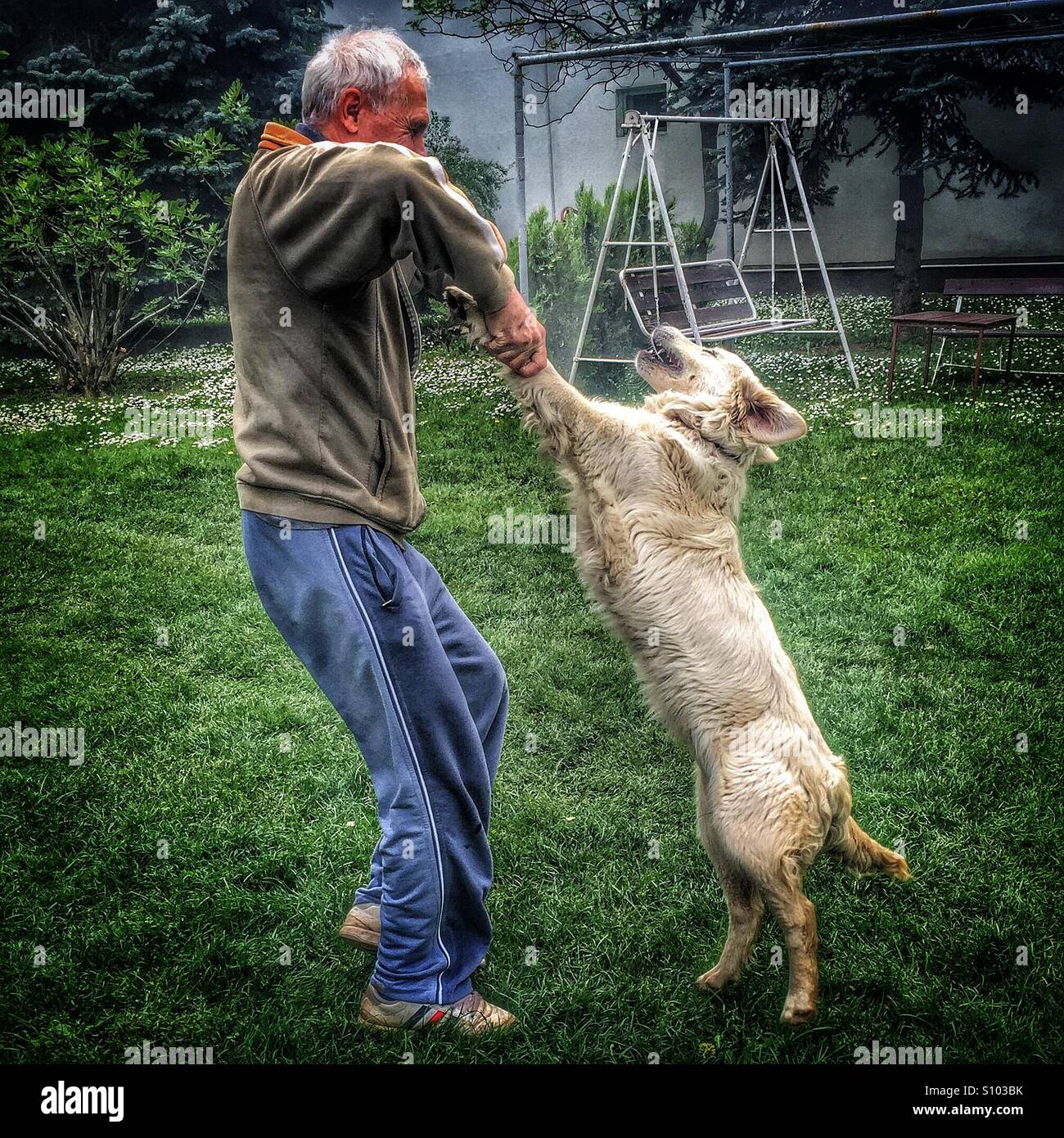 Dog welcoming back his owner Stock Photo