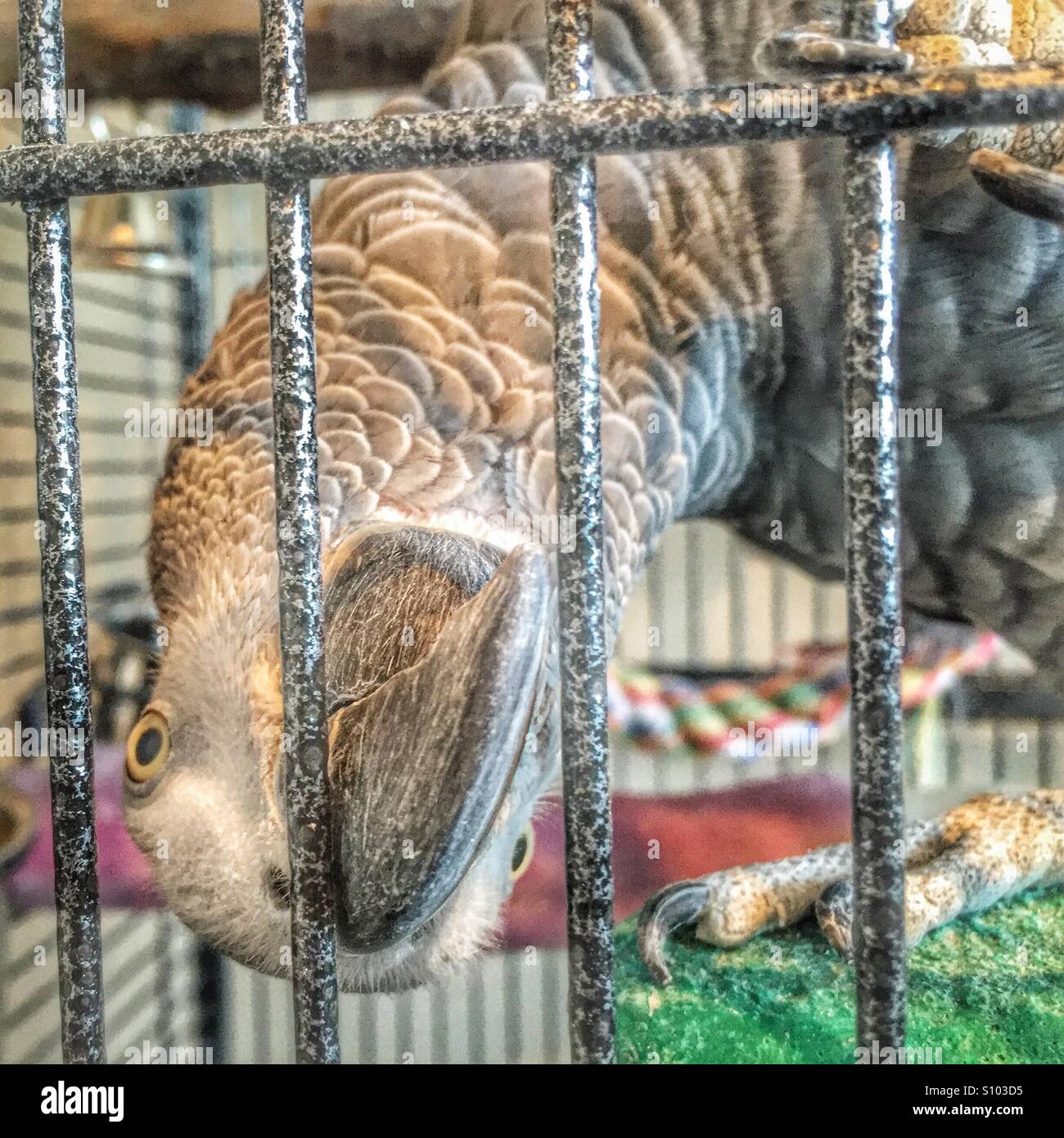 African grey parrot with head turned upside down looking out of cage. Stock Photo