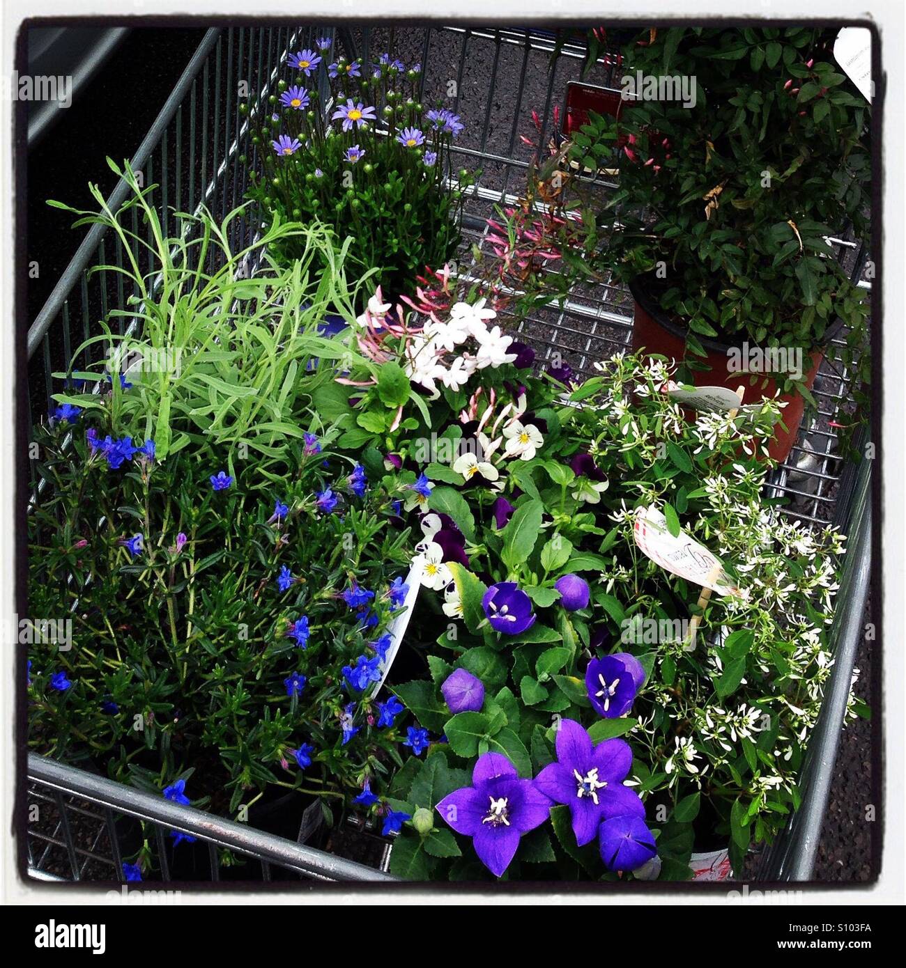 Blooms garden centre hi-res stock photography and images - Alamy