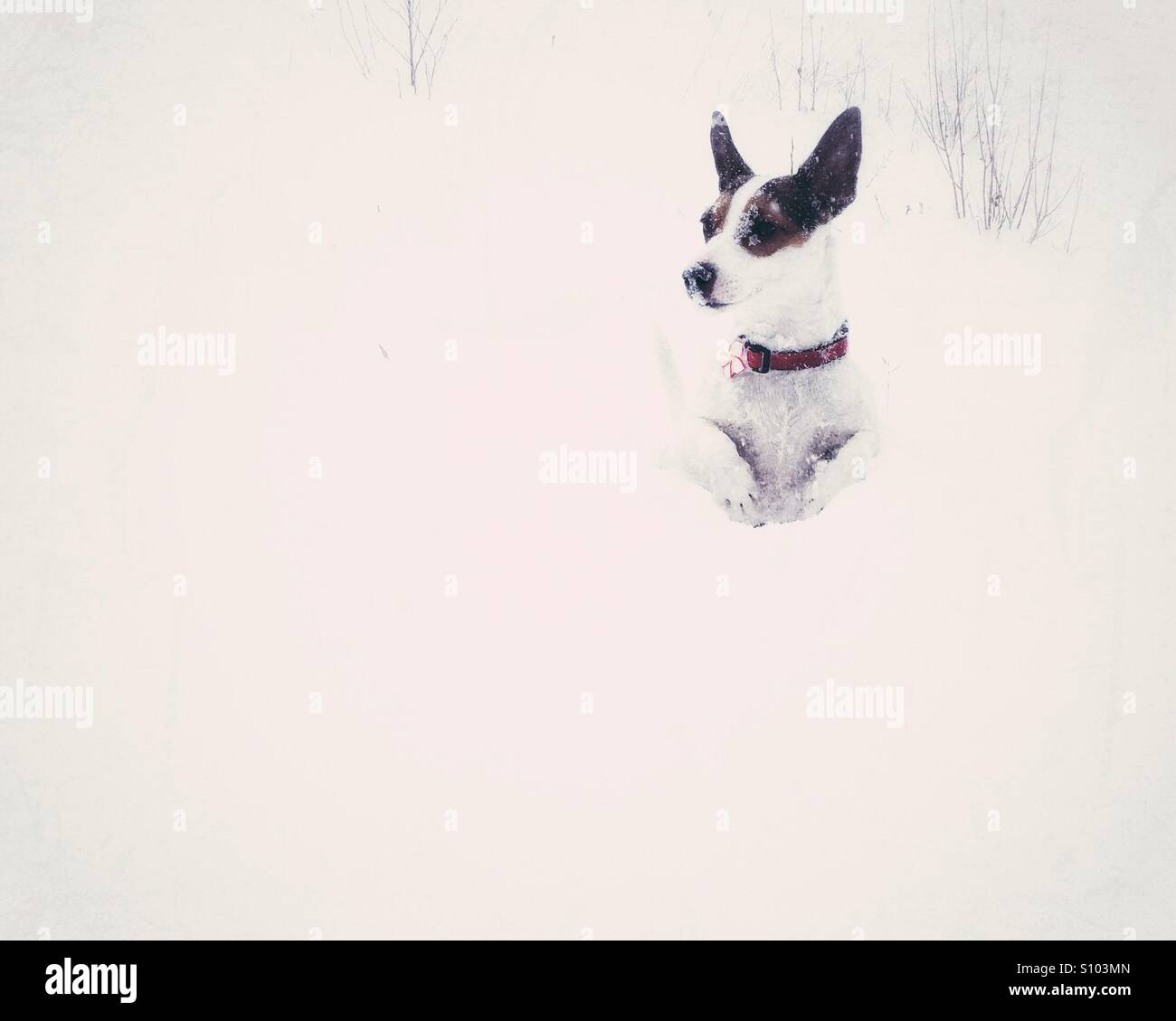 Small dog standing on hind legs in the fresh snow looking at something in the distance. Vintage edit. Space for copy. - Smartphone Captured Stock Image