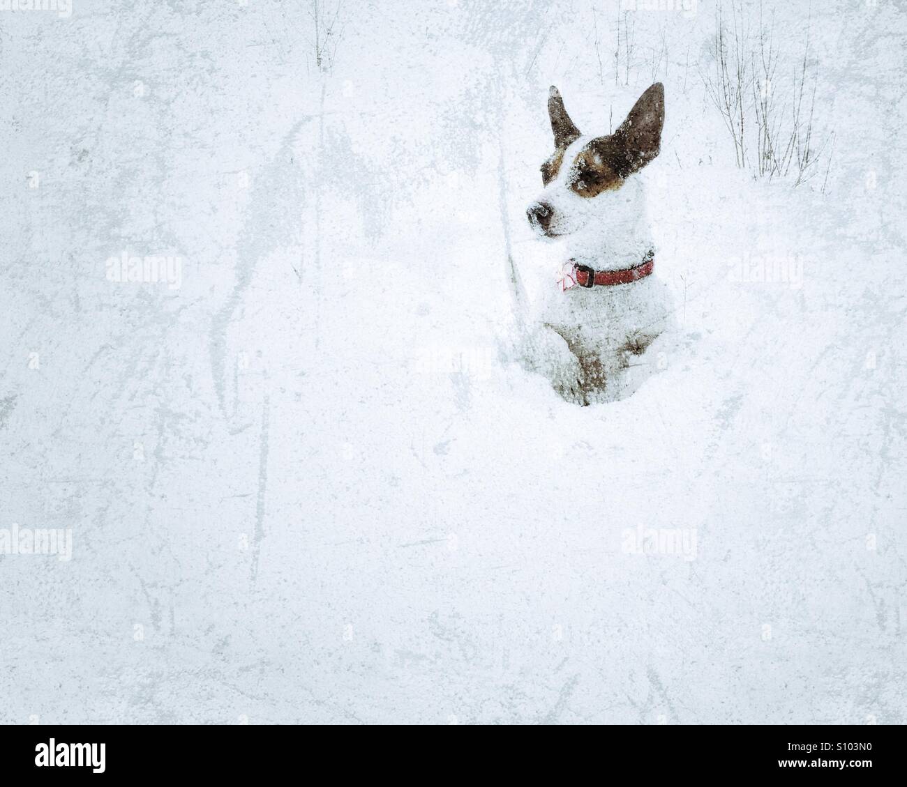 Dog standing on two legs in the snow looking at something in the distance with her face covered in snow - Smartphone Captured Stock Image
