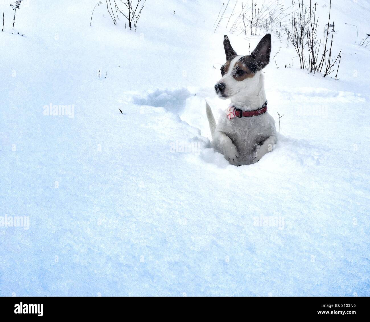 Jack Russell Terrier dog standing in fresh snow, her face covered in snow, looking at something in the distance. Space for copy. - Smartphone Captured Stock Image