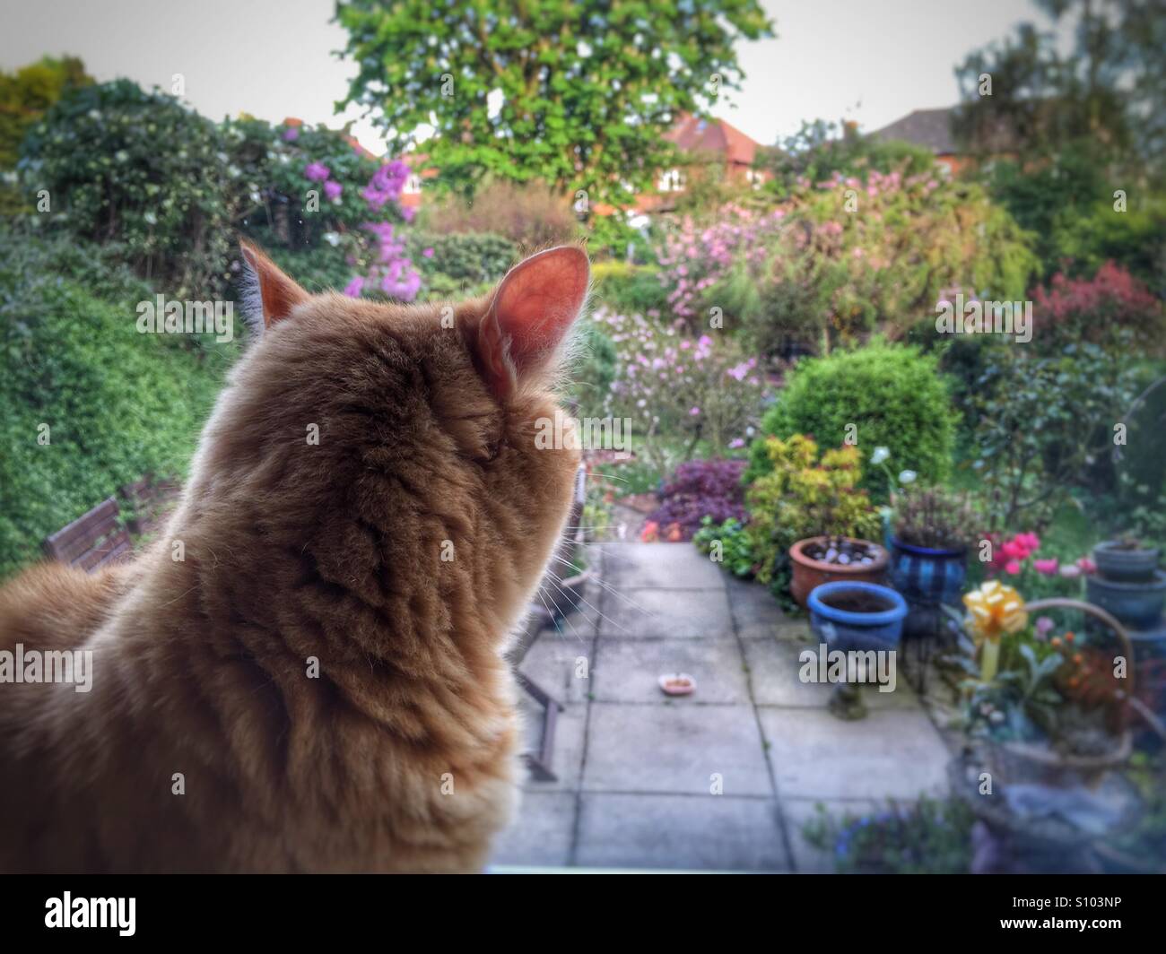 Cat looks out of window - Smartphone Captured Stock Image