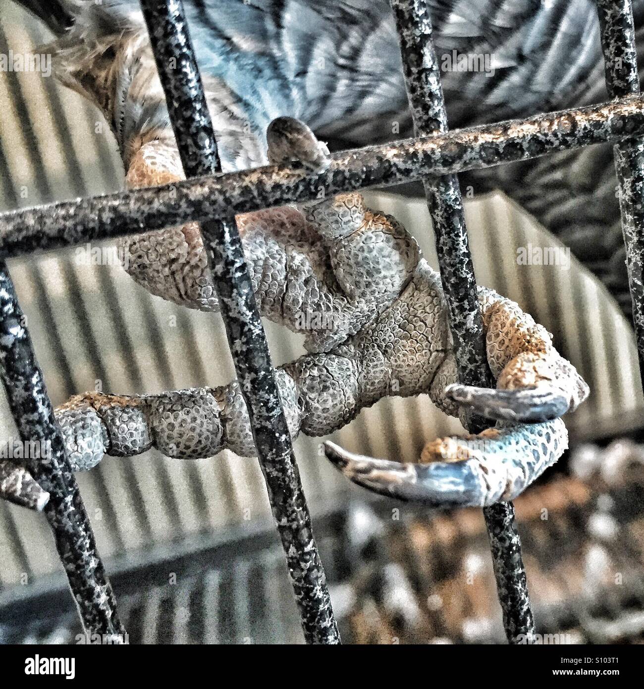 Close up of African grey parrot foot and talons gripping bars of cage Stock Photo