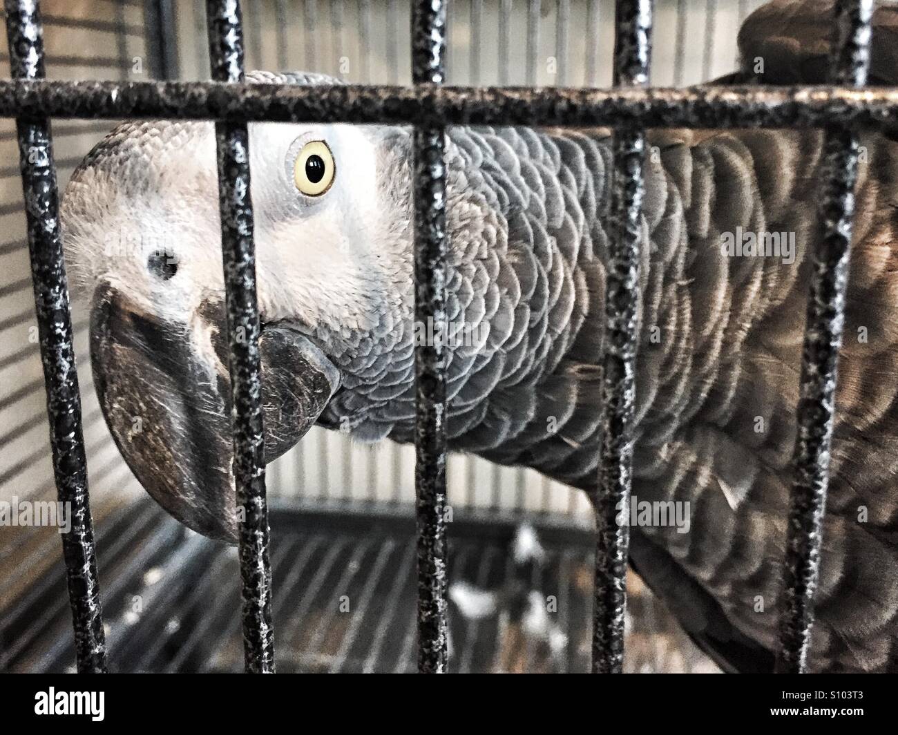 Close up head shot of African grey parrot in cage with yellow eyes and big beak - Smartphone Captured Stock Image