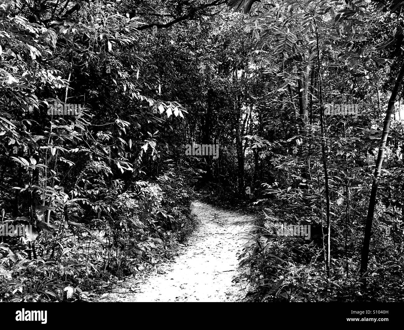 Into The Woods Stock Photo Alamy