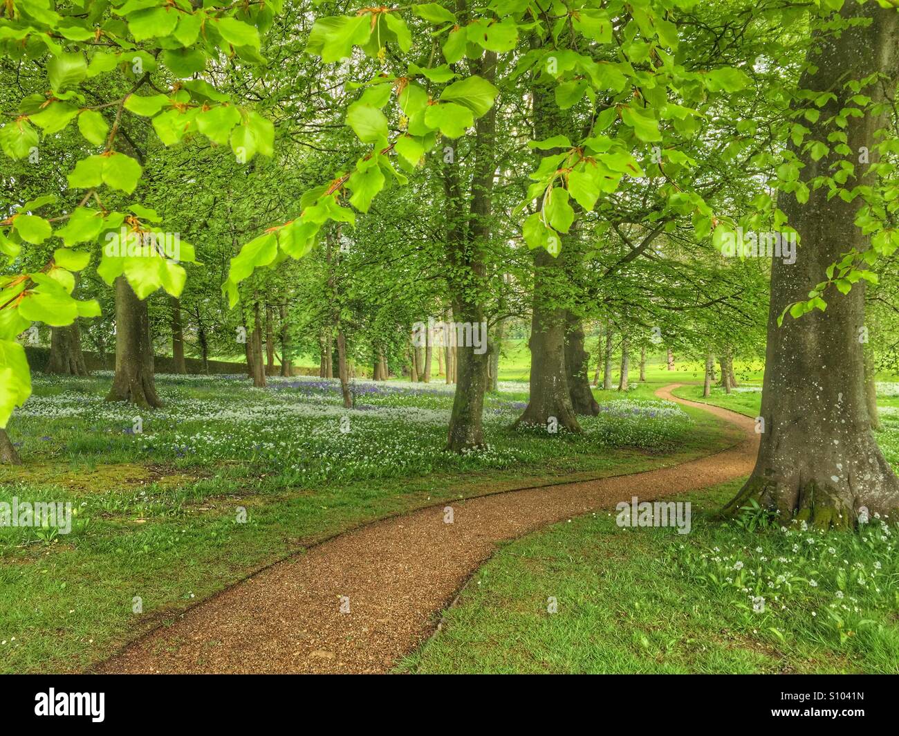 Winding path through green trees Stock Photo