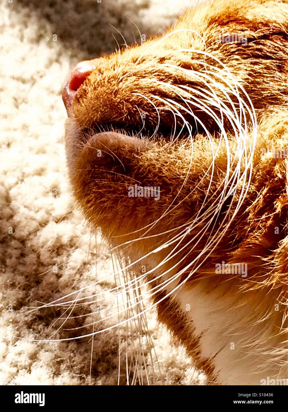 Cat's whiskers highlighted in sunlight Stock Photo