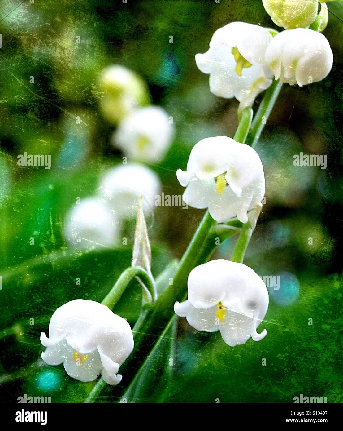 ...I love them... the lily of the valley...! - Smartphone Captured Stock Image