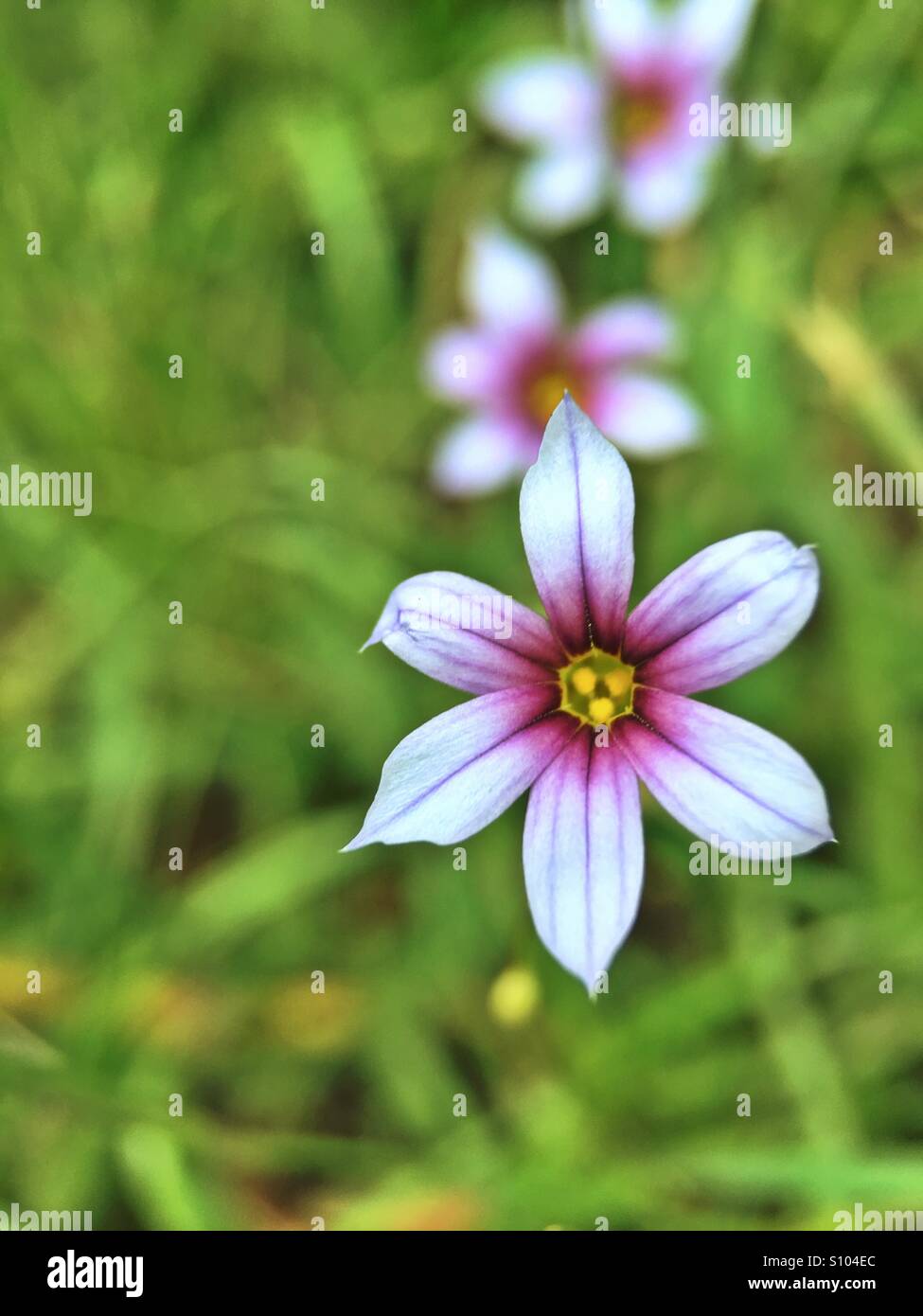 Blue-eyed Grass close up Stock Photo