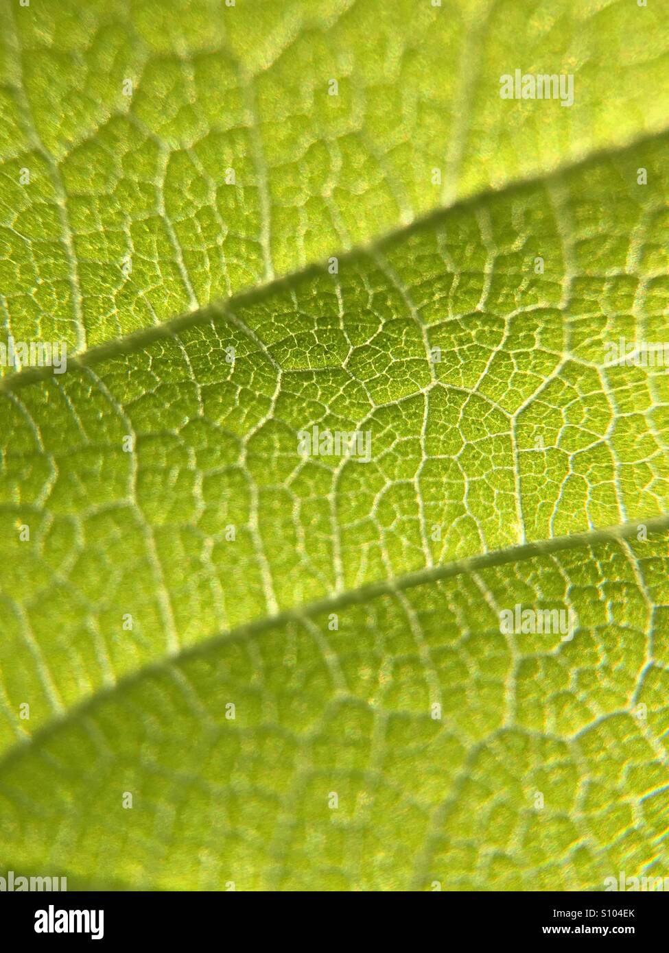 Leaf details Stock Photo