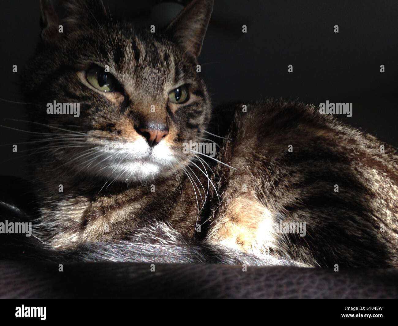 Cat in sunbeam Stock Photo