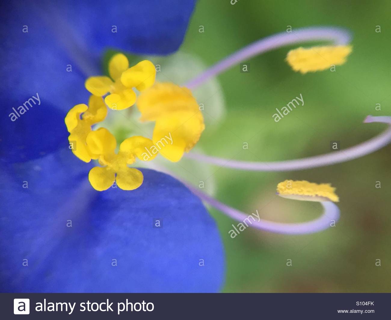 What flower is called the Tears of Isis What are the myths and legends about him 7 What flower is called the Tears of Isis What are the myths and legends about him 85