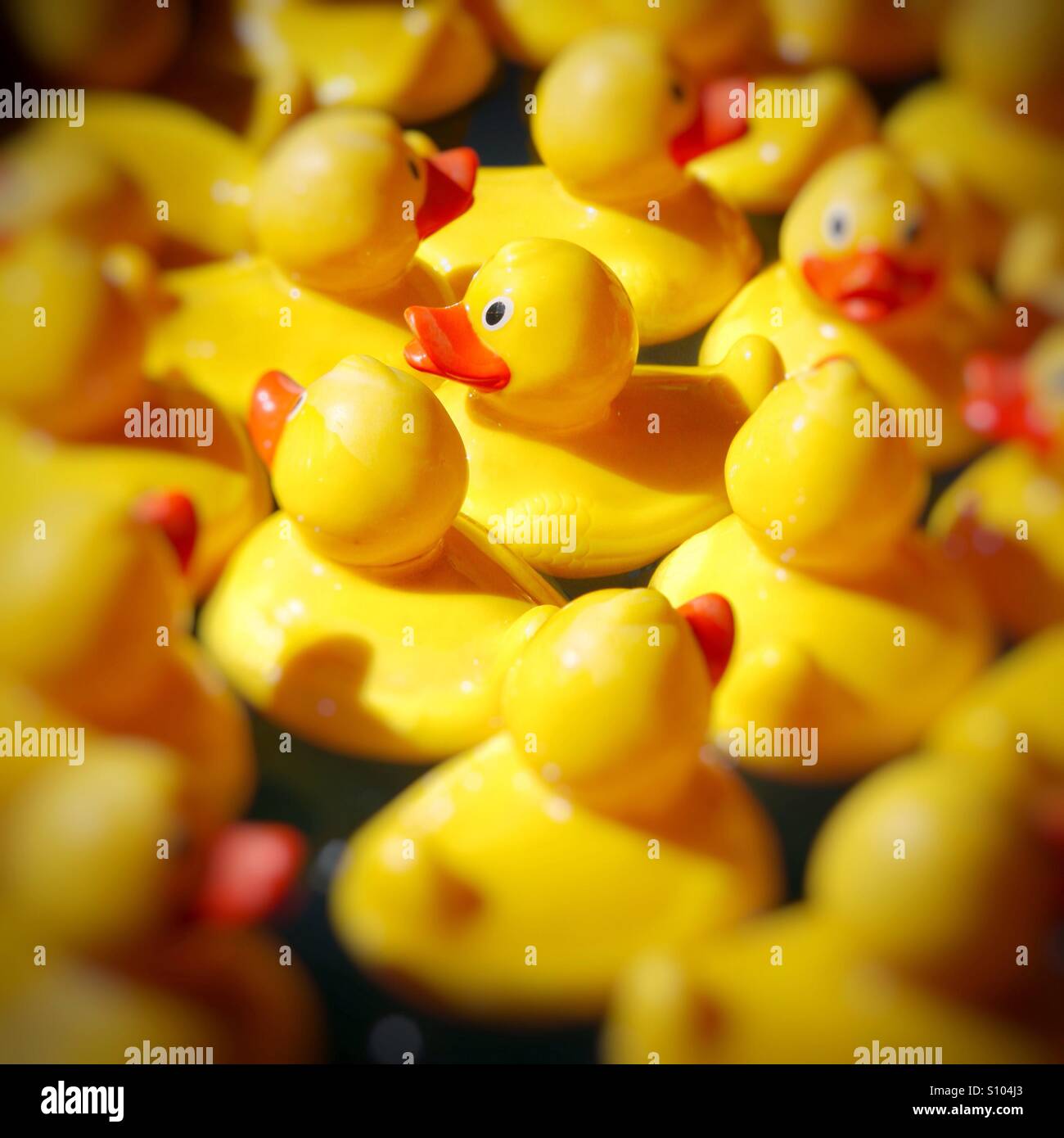 Bright yellow rubber ducks floating in hook a duck game stock photo alamy