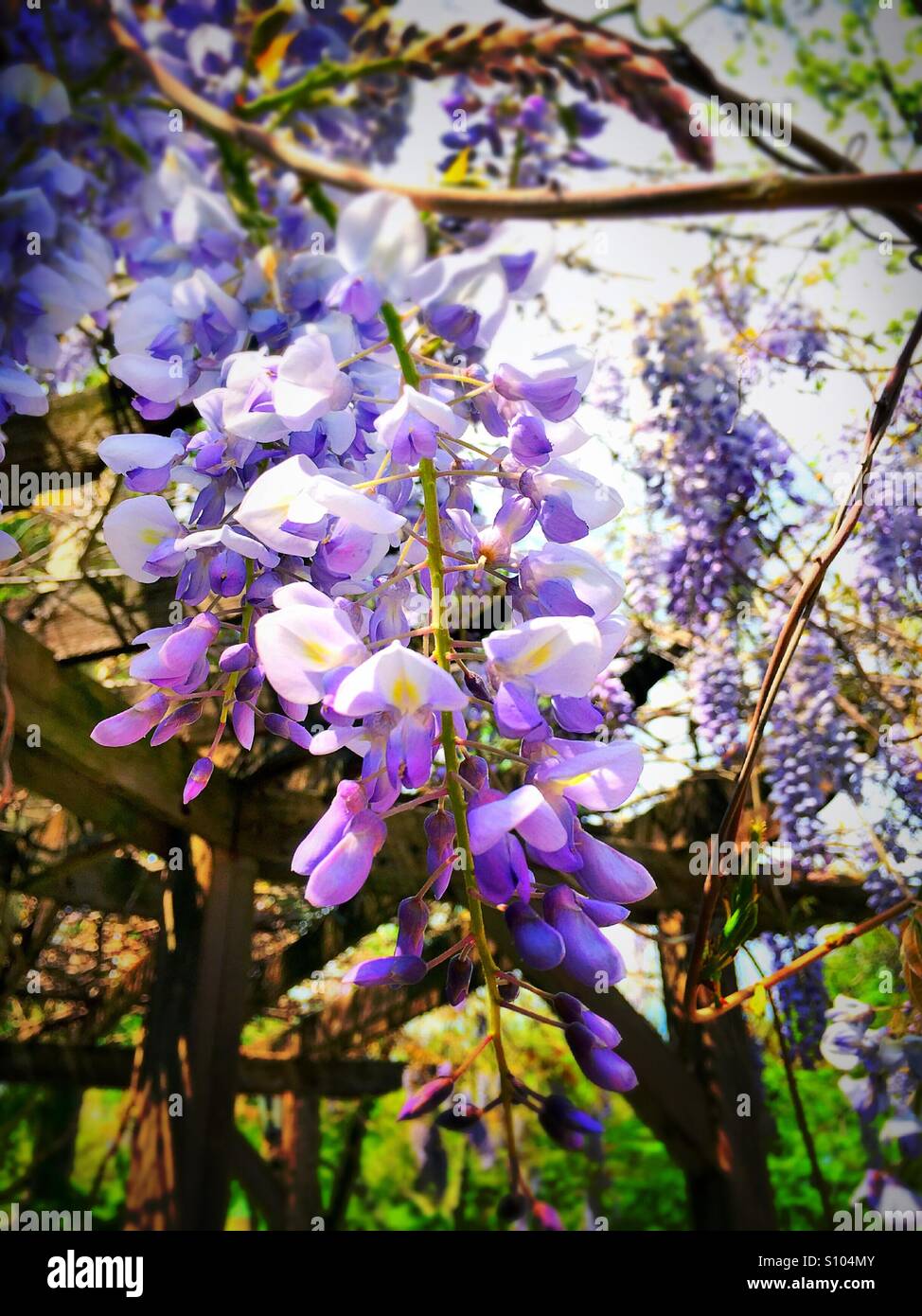 Wisteria flowers and vines Stock Photo Alamy