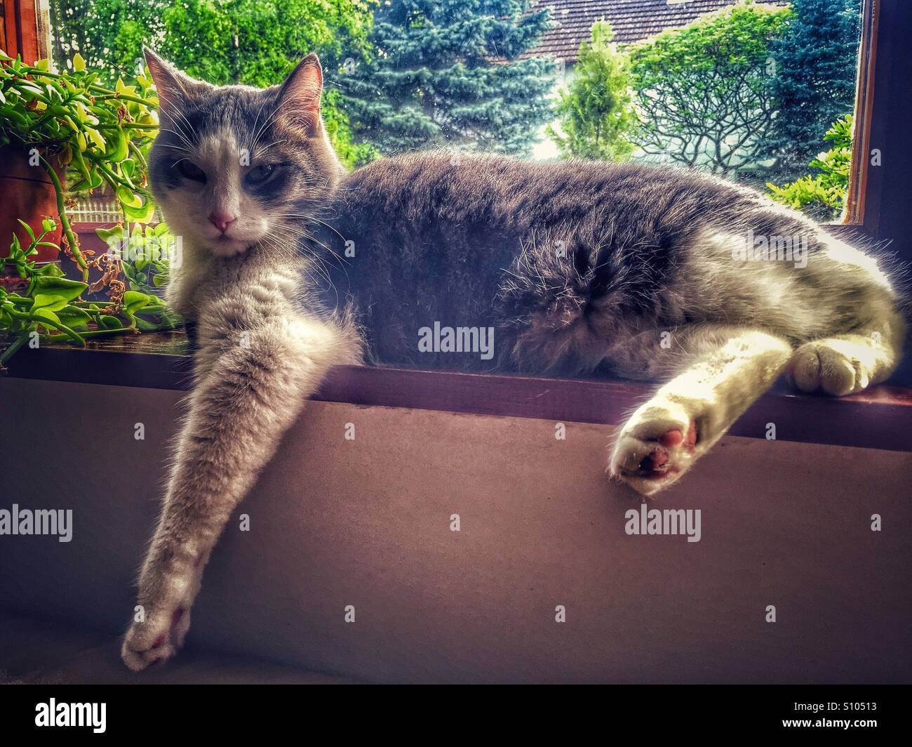 Grumpy feline hi-res stock photography and images - Alamy