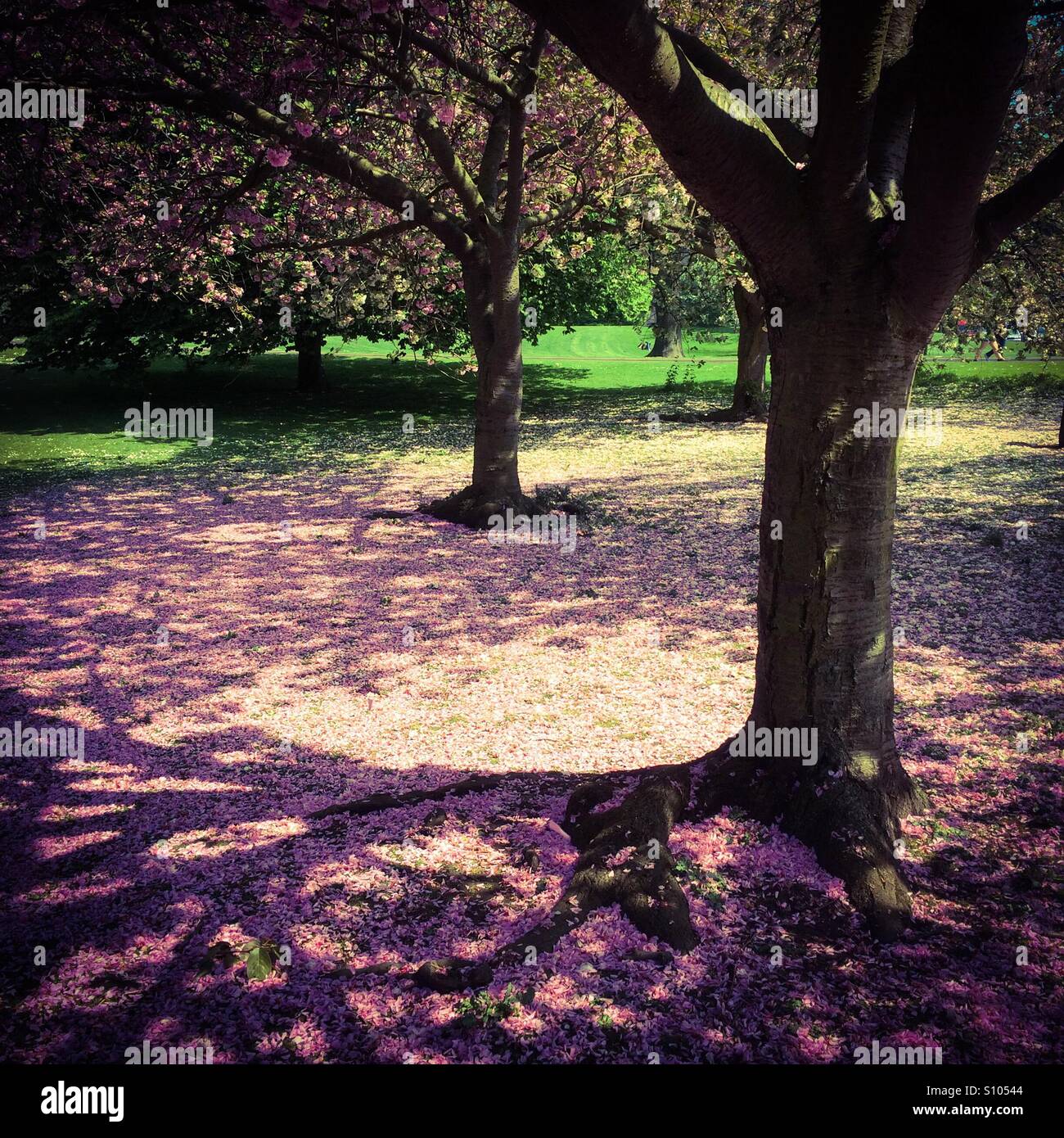 Cherry trees in spring with blossom on the ground below Stock Photo