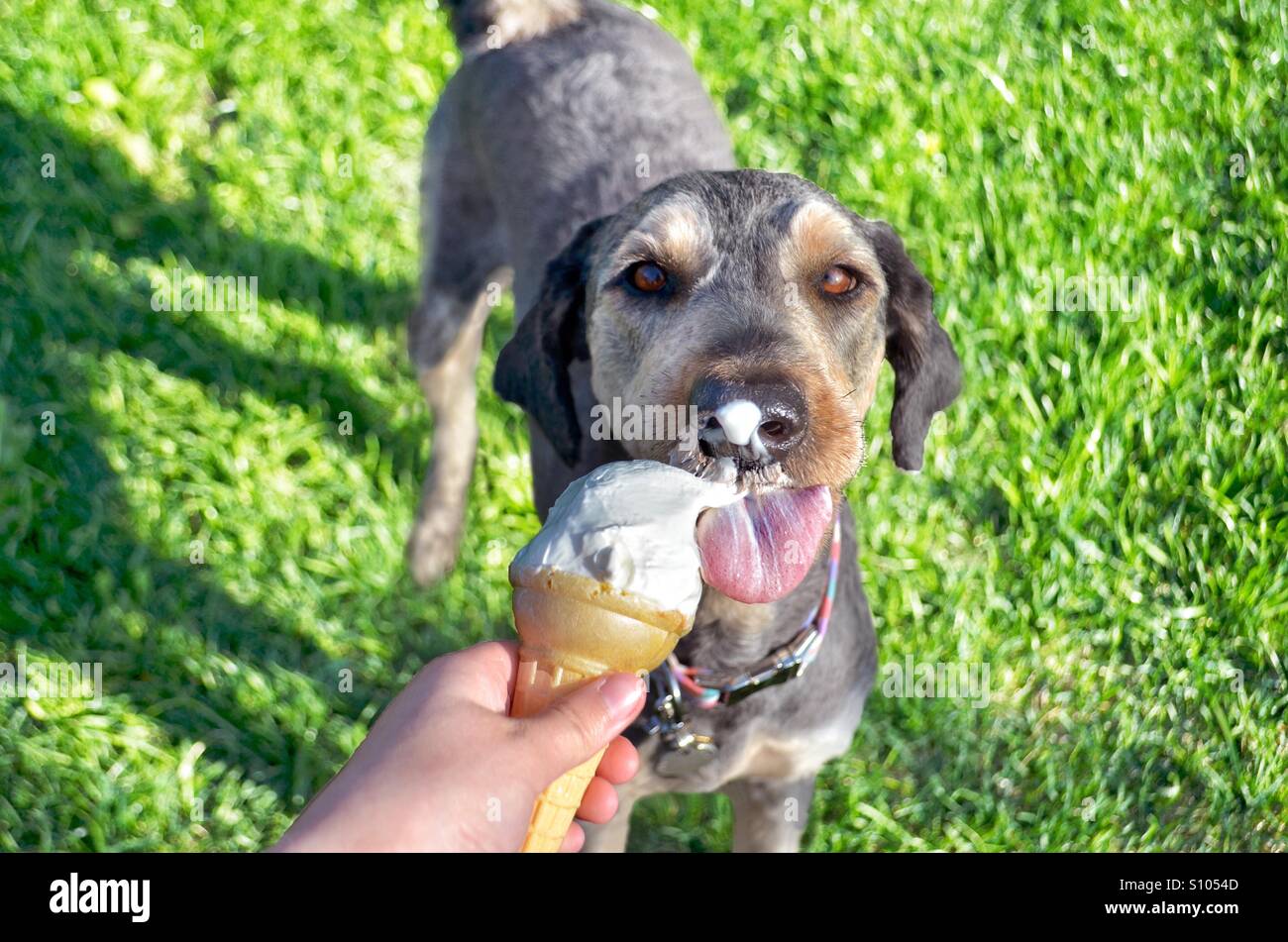 Yummy dogs hi-res stock photography and images - Alamy