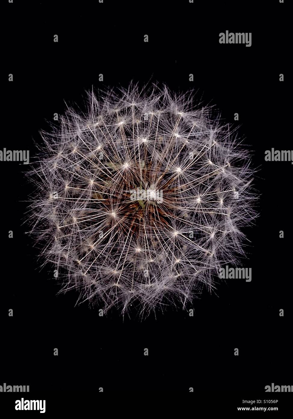 Dandelion seen against black background seen from above Stock Photo
