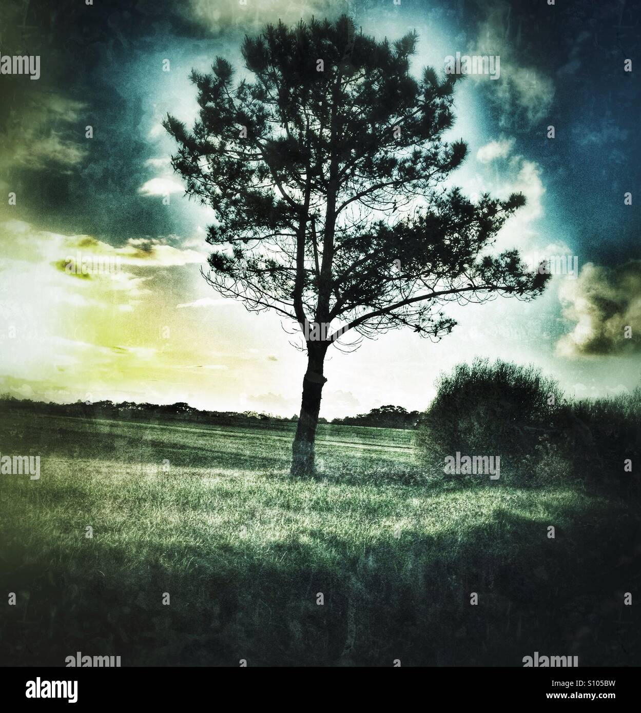 Tree in the shadows Stock Photo - Alamy