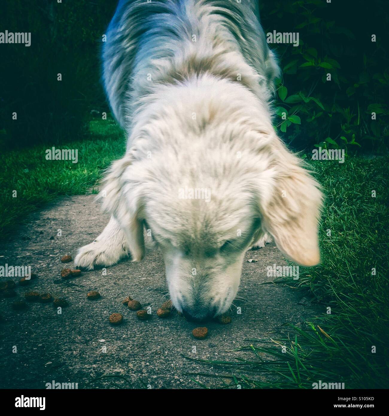 Dog eating his food Stock Photo Alamy
