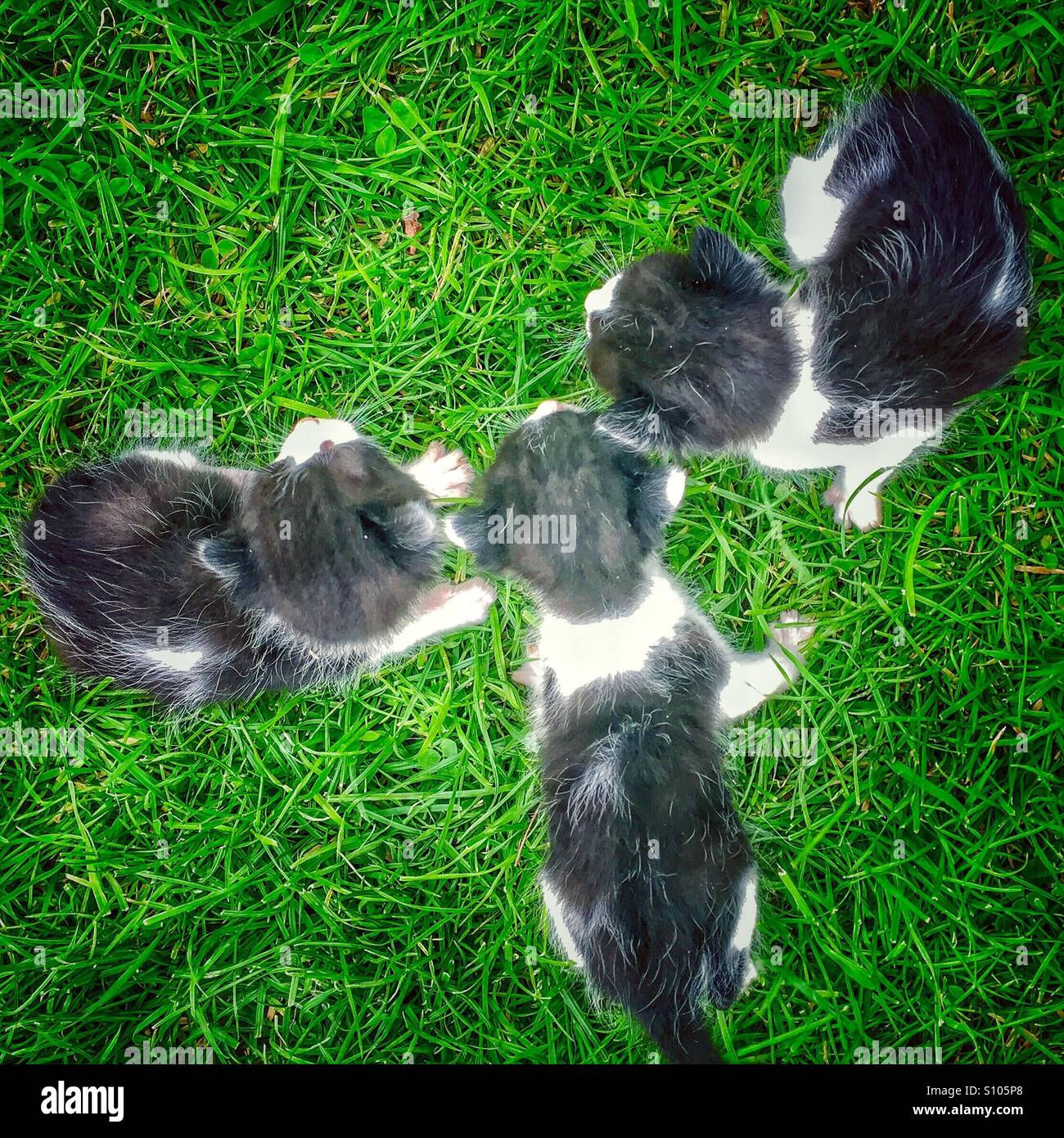 Three twin kittens Stock Photo