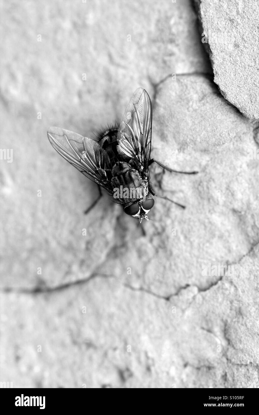 fly on the wall Stock Photo Alamy