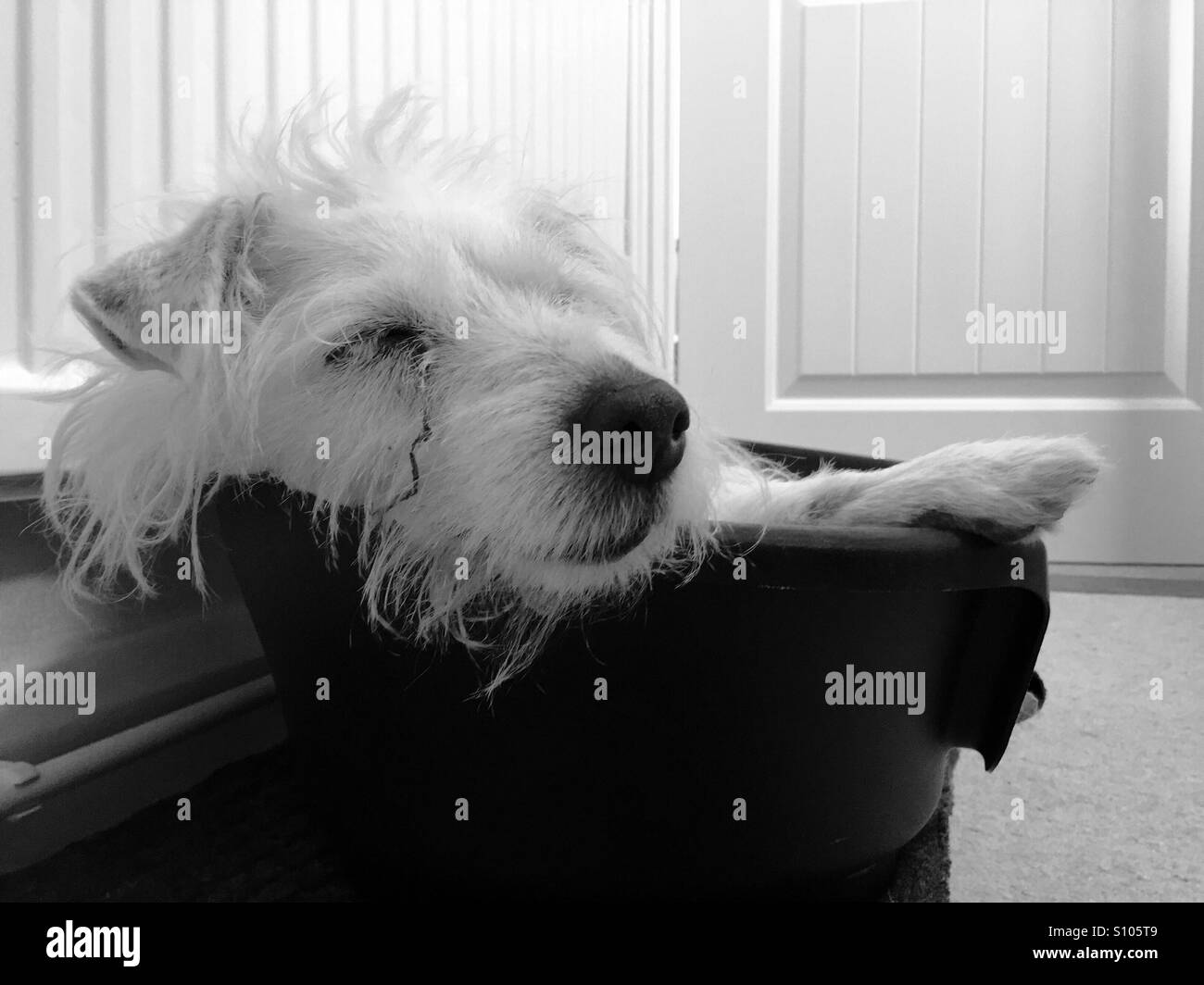 Sleeping dog - rough-haired Jack Russell terrier - Smartphone Captured Stock Image