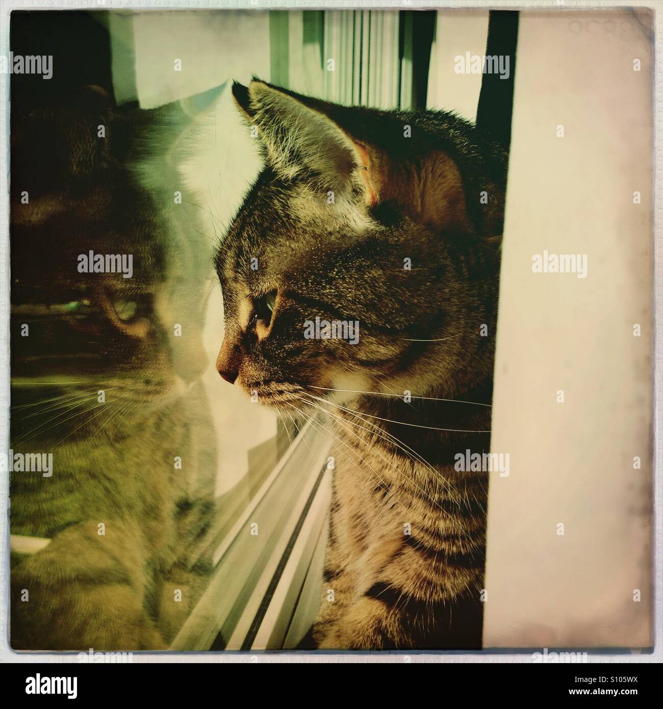 Tabby cat self reflection Stock Photo